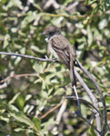 Western Wood Pewee